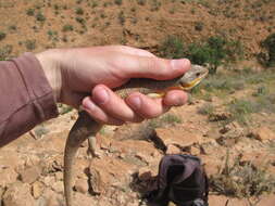 صورة Eumeces algeriensis Peters 1864