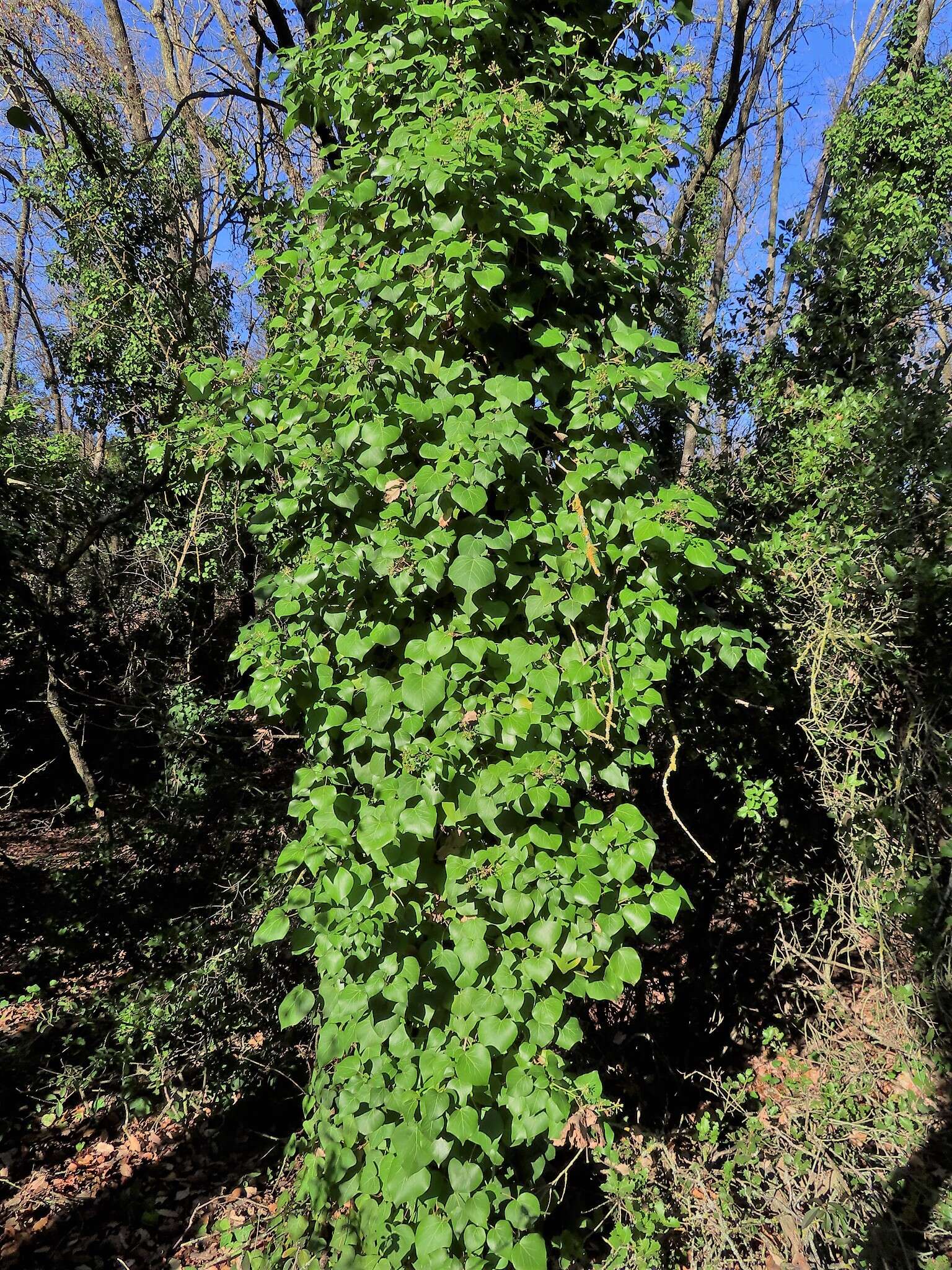 Imagem de Hedera helix f. helix