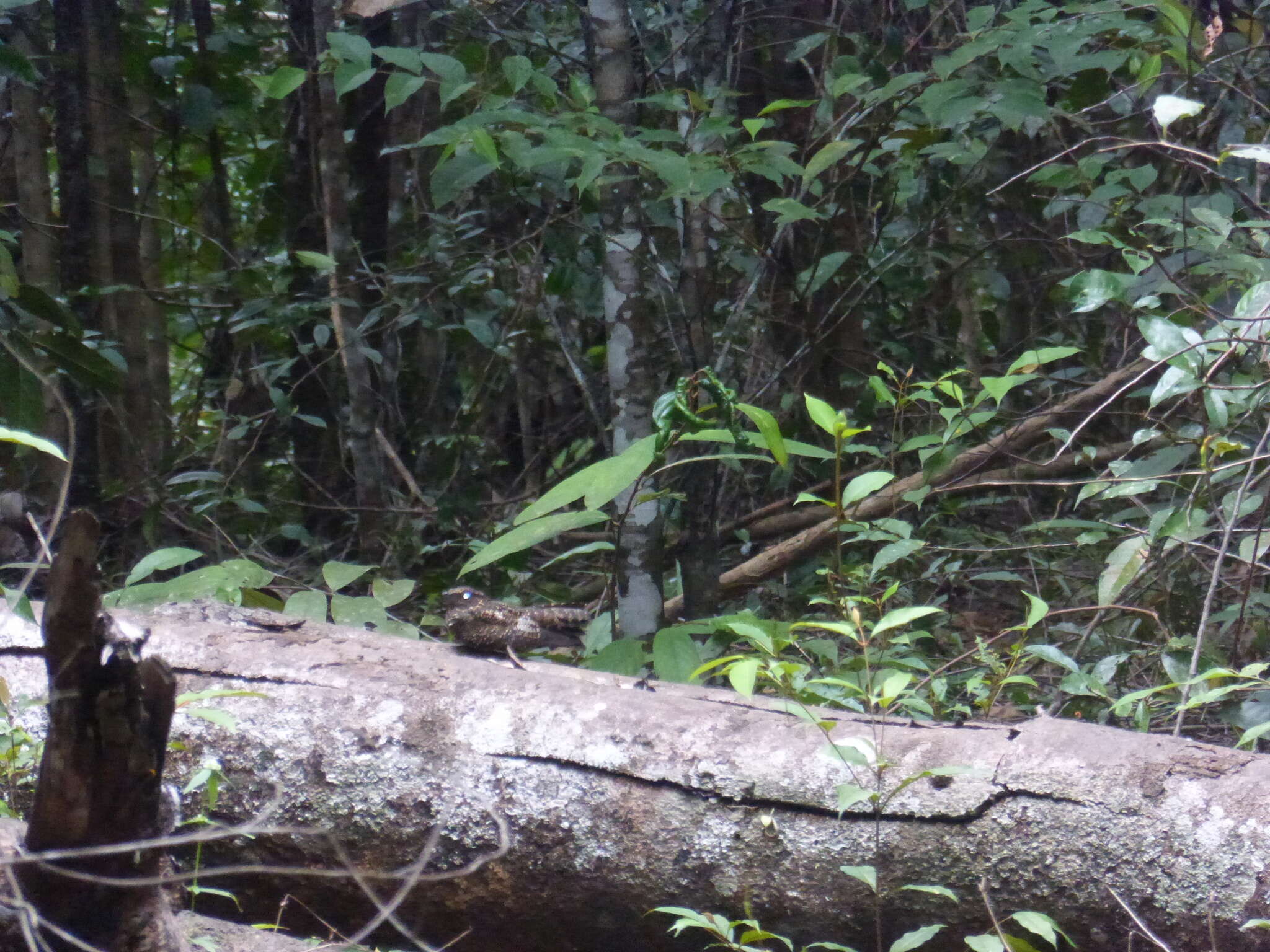 Image of Blackish Nightjar