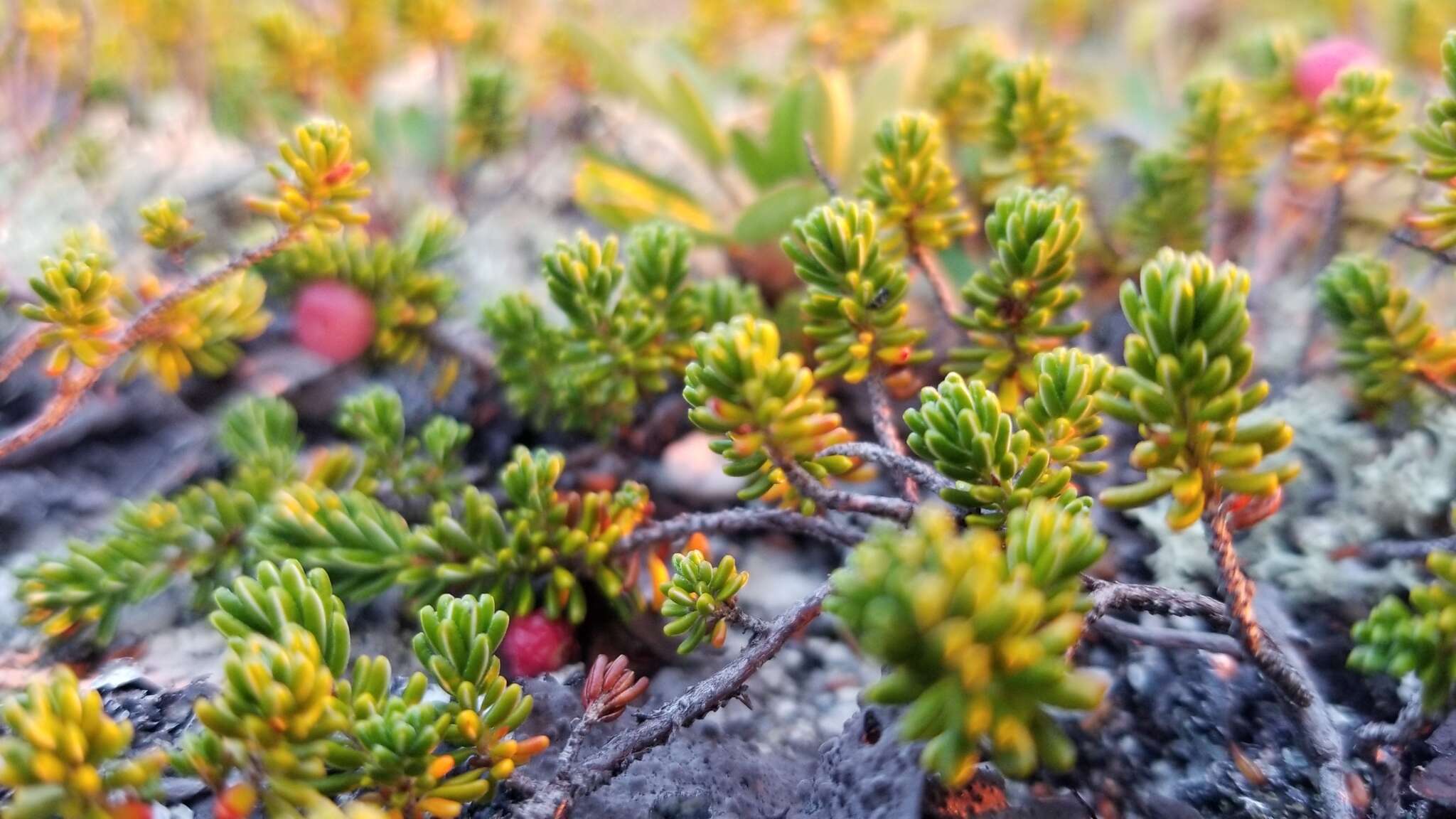 Image of purple crowberry