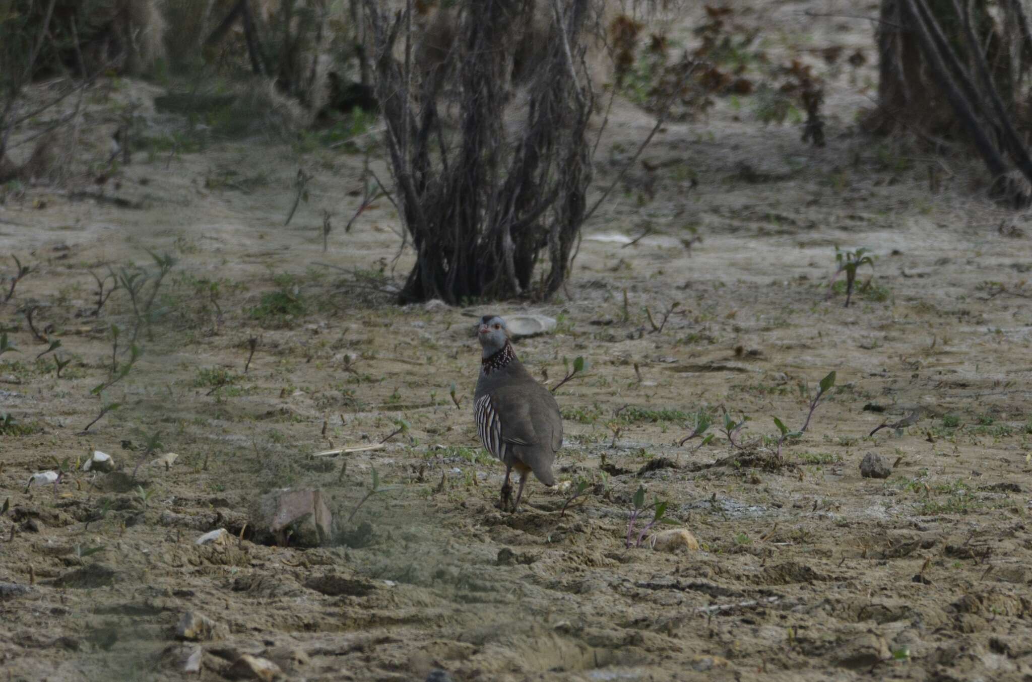 Image of Barbary Partridge