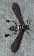 Image of Texas Wasp Moth