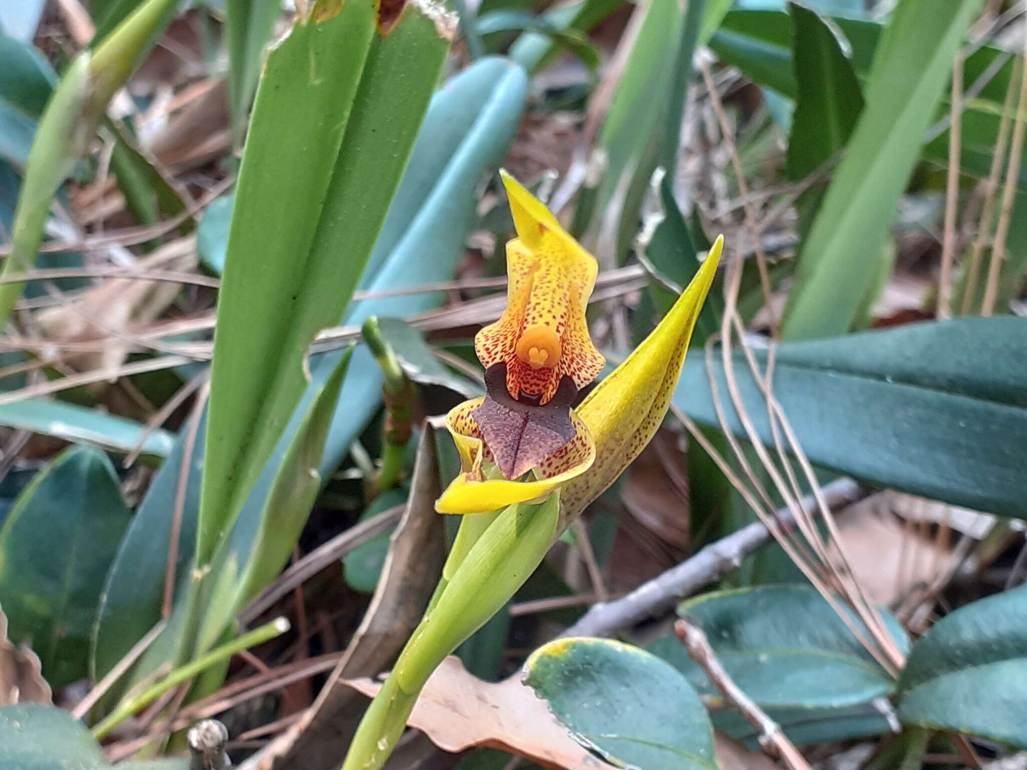 Image of Maxillaria meleagris Lindl.