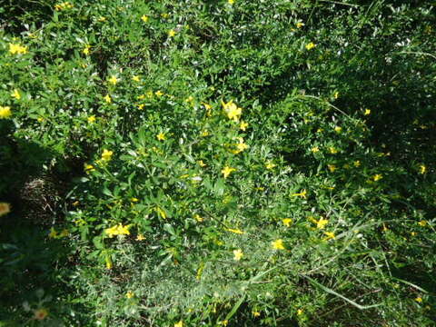 Image of Chrysojasminum fruticans (L.) Banfi