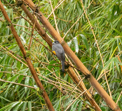 Imagem de Trogon viridis Linnaeus 1766