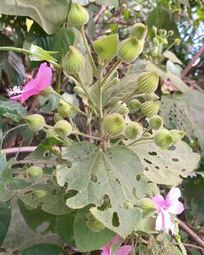 Image of Pavonia malacophylla (Link & Otto) Hemsl.