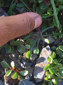 Image of arctic alpine fleabane