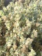 Image of bluegreen saltbush