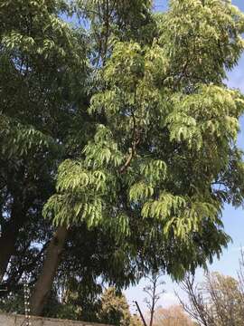 Слика од Acacia elata A. Cunn. ex Benth.