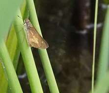 Image of Broad-winged Skipper