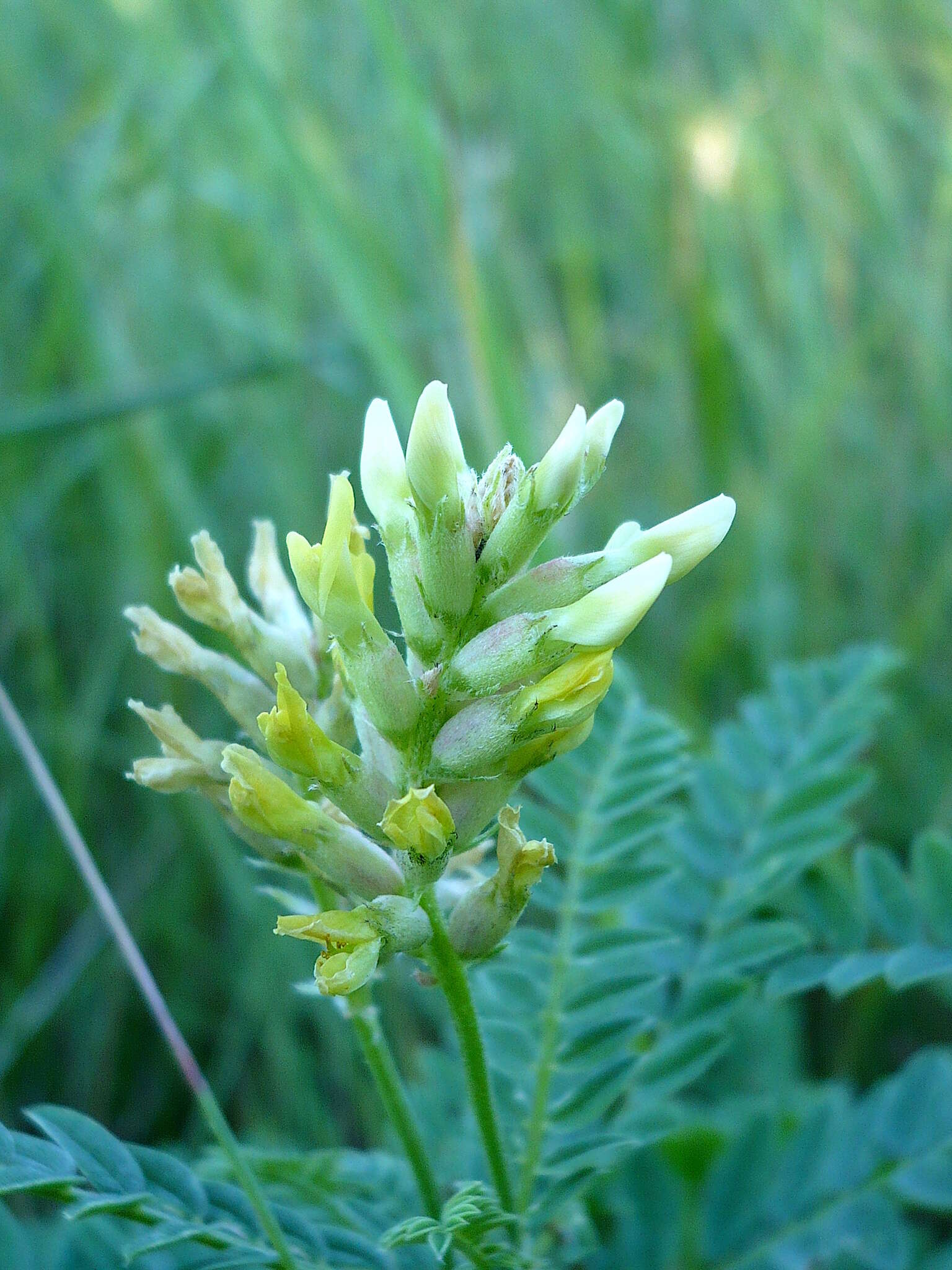 Image of chickpea milkvetch