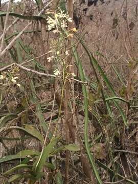 Image of Epidendrum bracteolatum C. Presl