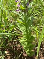 Image of Brachycorythis ovata Lindl.