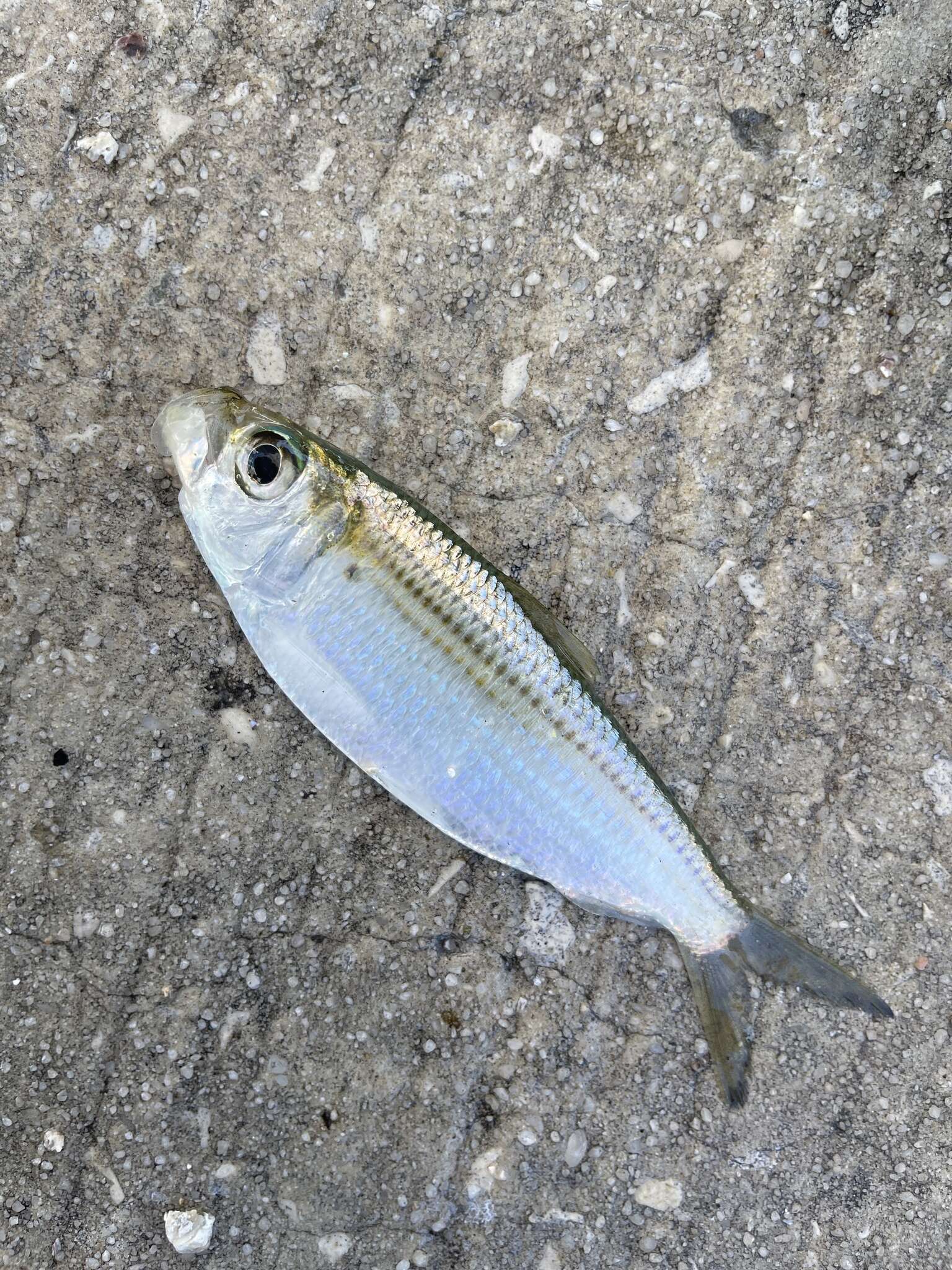 Image of Guiana Herring