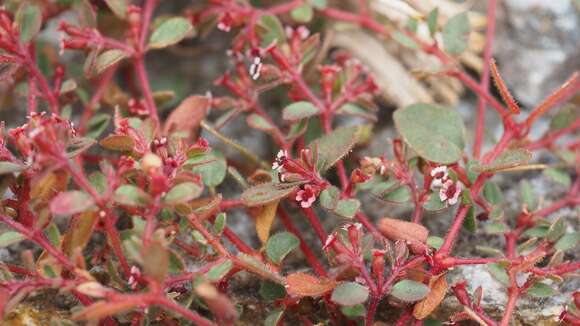 Euphorbia arizonica Engelm. resmi