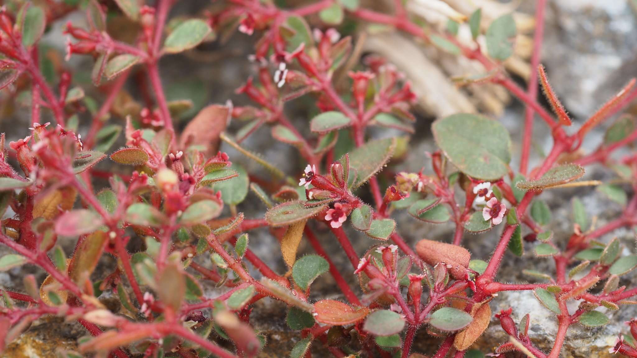 Слика од Euphorbia arizonica Engelm.