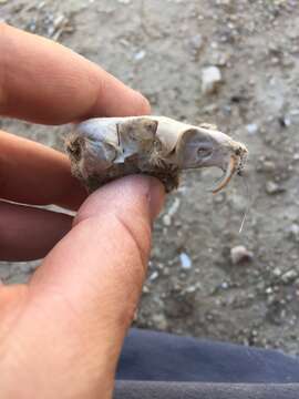 Image of Giant Kangaroo Rat