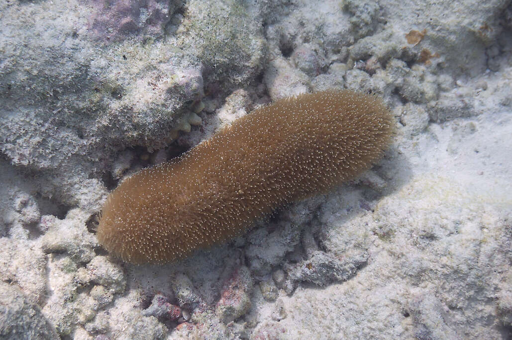 Image of Feather Coral
