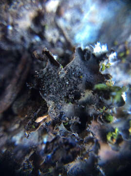 Image of leptochidium lichen