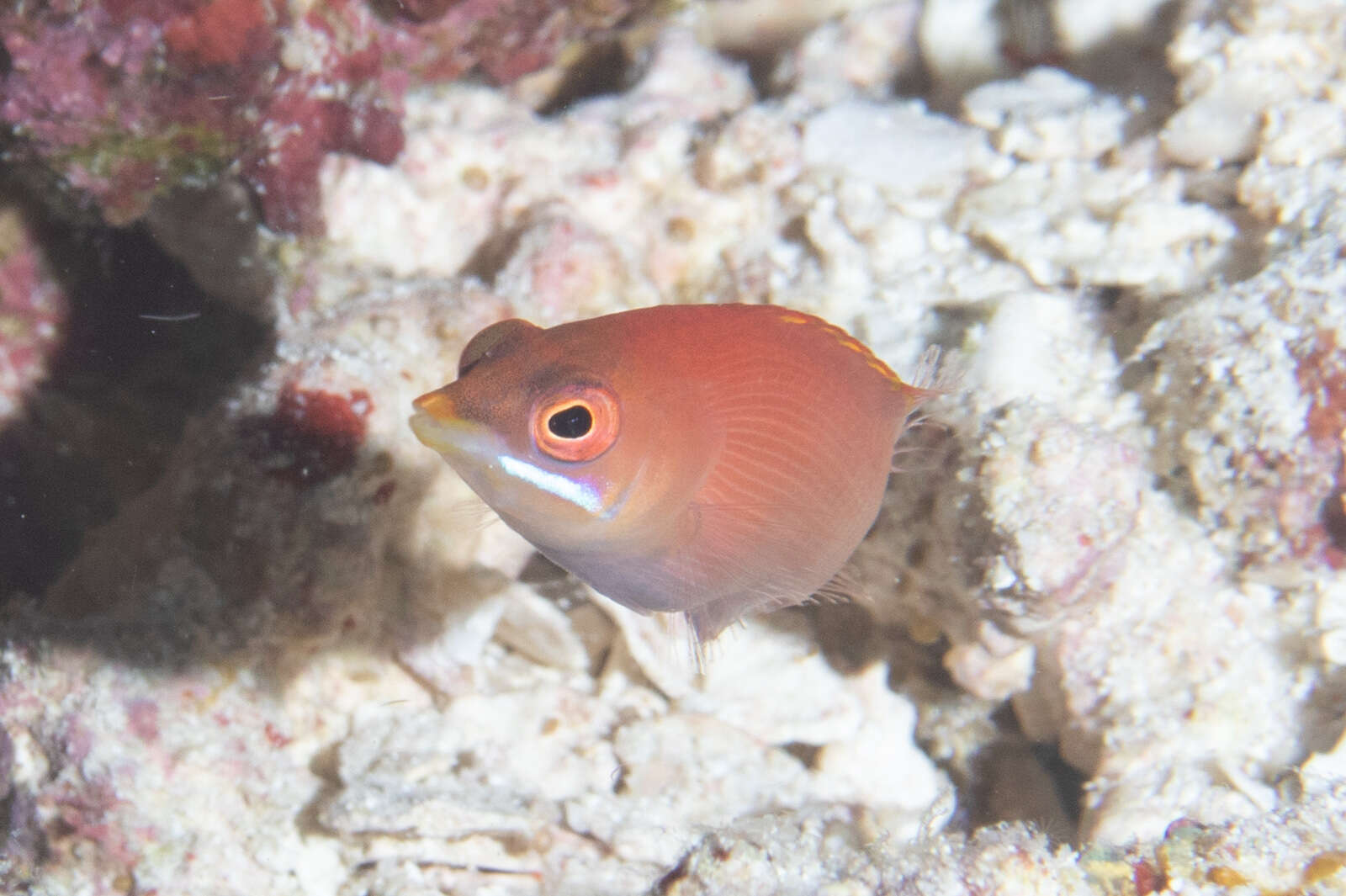 Image of Disappearing wrasse