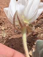 Oenothera cespitosa subsp. navajoensis W. L. Wagner, R. E. Stockhouse & W. M. Klein resmi