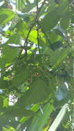 Image of Lophopetalum wightianum Arn.