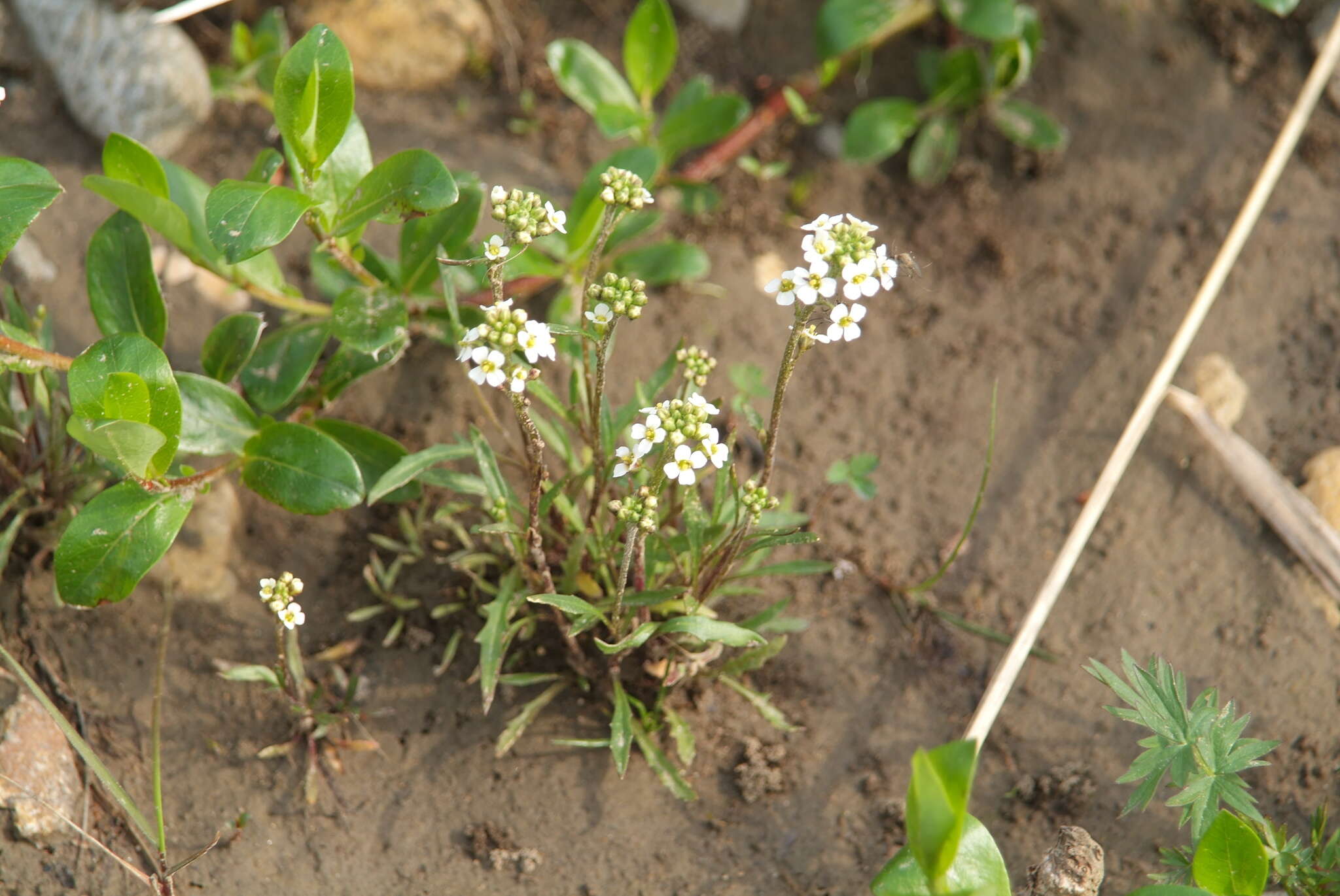 Imagem de Braya humilis (C. A. Mey.) B. L. Rob.