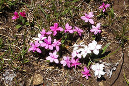 Image of Rhodohypoxis baurii var. confecta Hilliard & B. L. Burtt