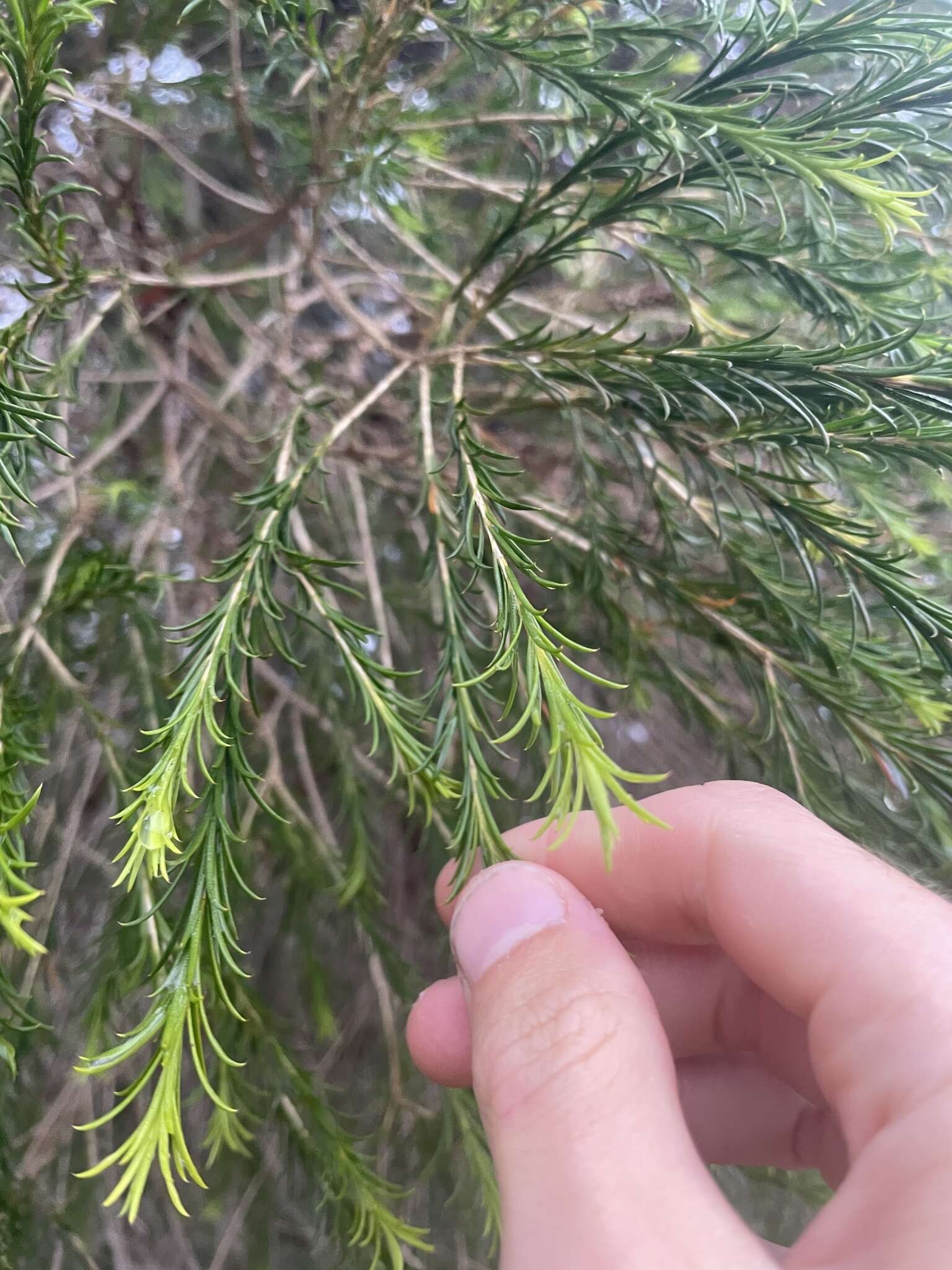 Image de Melaleuca armillaris (Gaertner) Smith