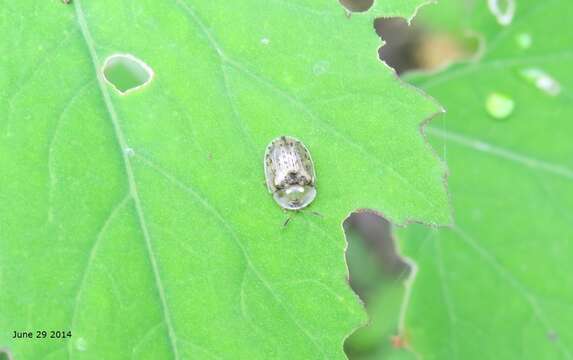 Image of Beet tortoise beetle