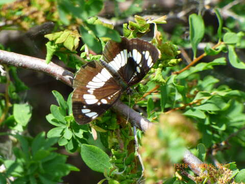 Image de Neptis rivularis Scopoli 1763