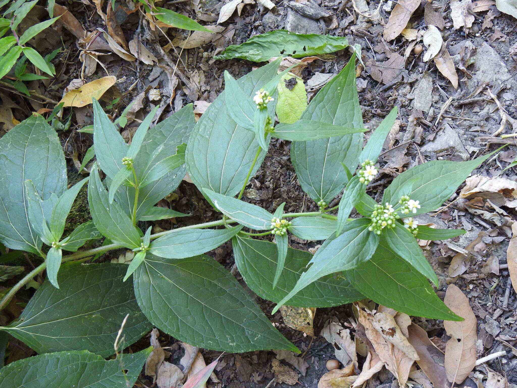 Image de Alloispermum integrifolium (DC.) H. Rob.