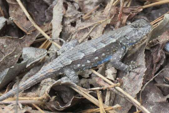 Image of Southern Prairie Lizard