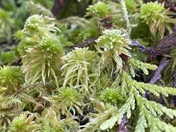 Sphagnum rubiginosum Flatberg 1993的圖片