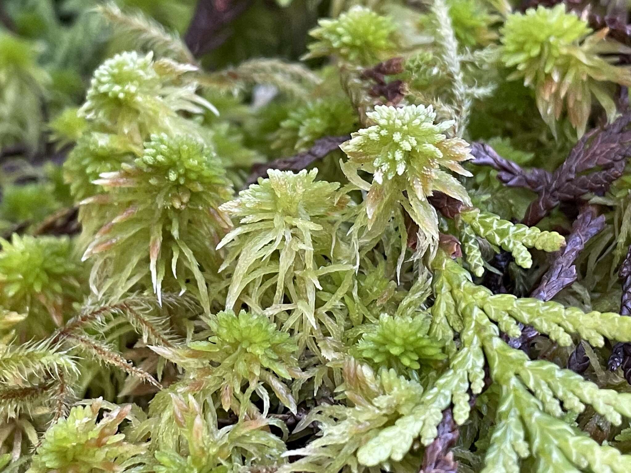 Imagem de Sphagnum rubiginosum Flatberg 1993