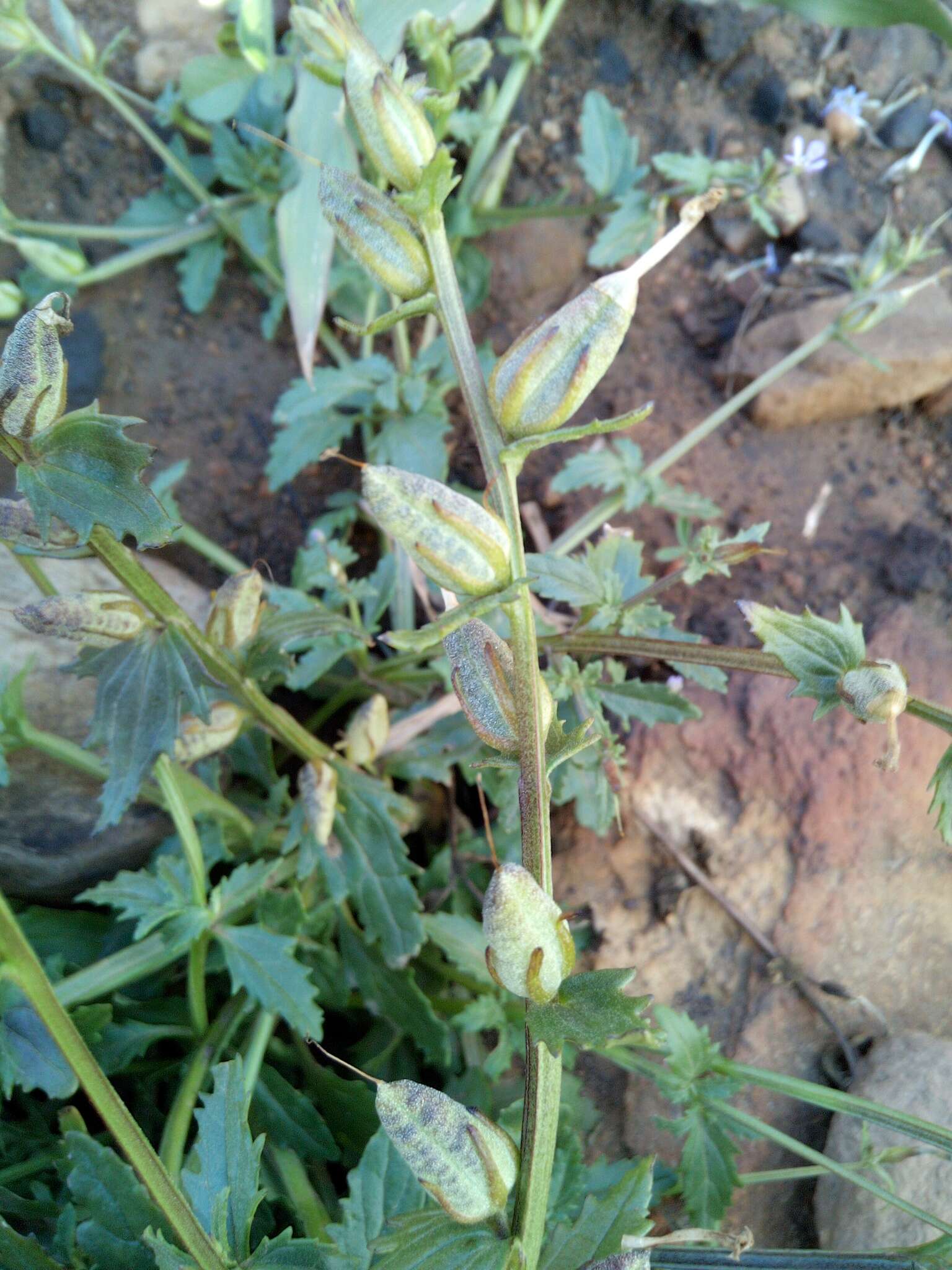 Image of Lyperia violacea (Jarosz) Benth.