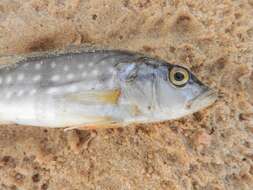 Image of Speckled peacock bass