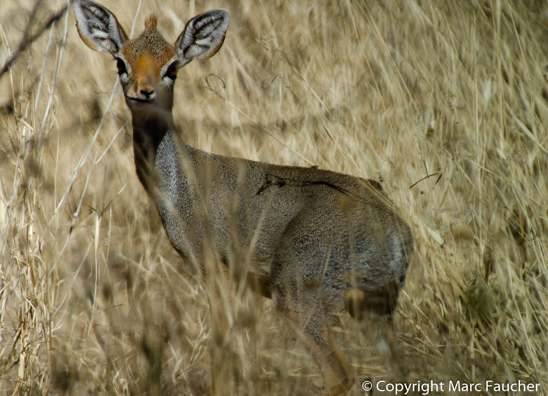 Image of Salt's Dikdik