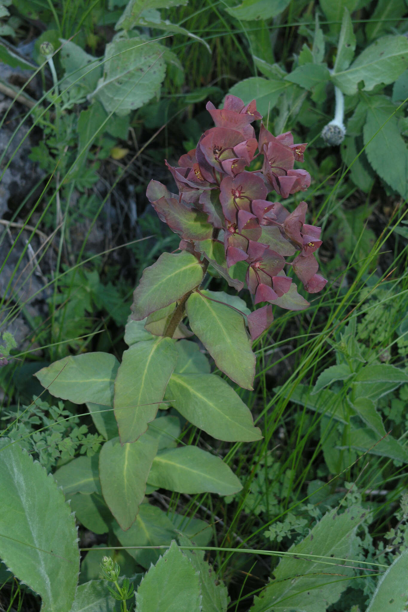 Image of Euphorbia oblongifolia (K. Koch) K. Koch