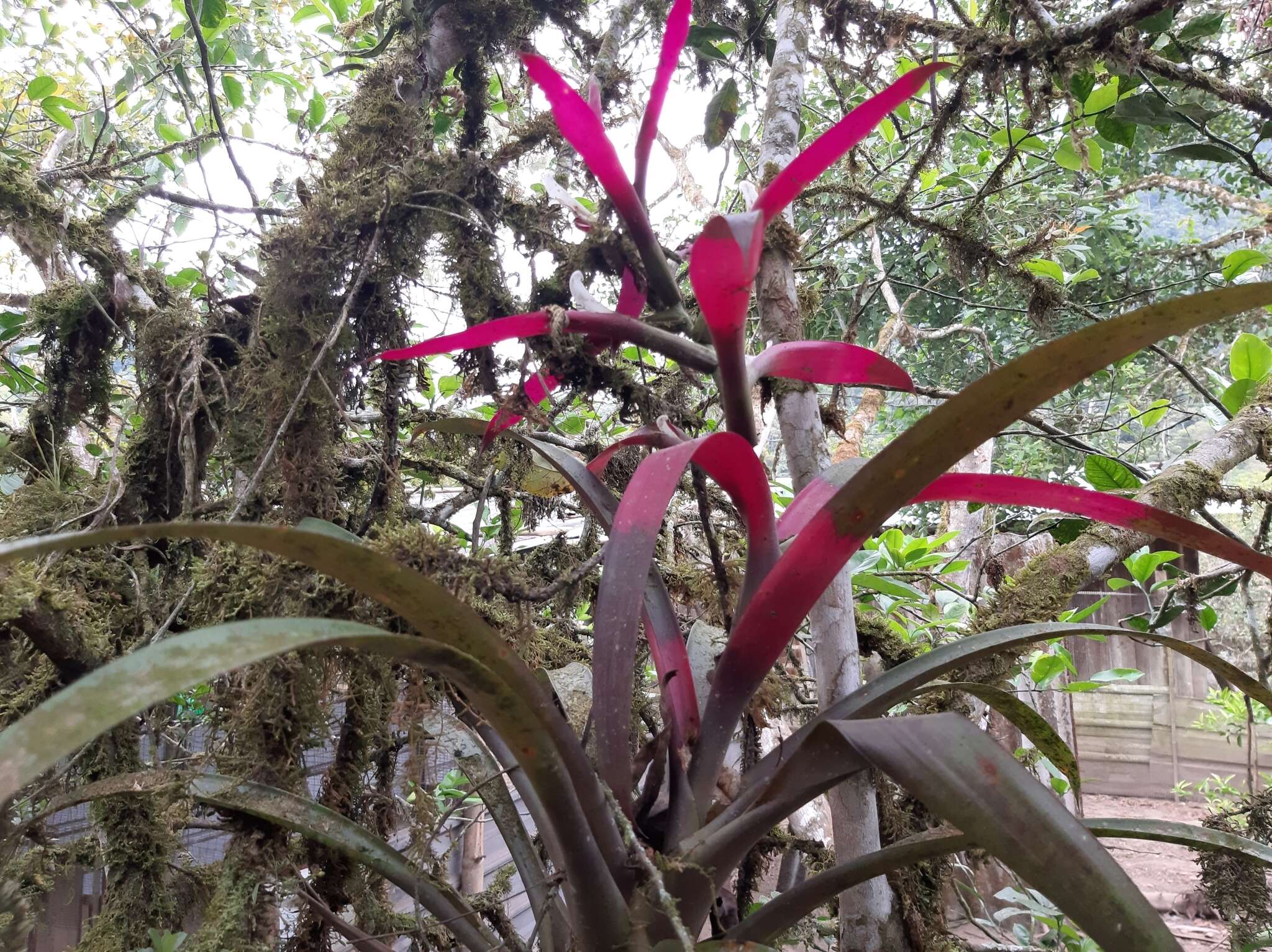 Image of Guzmania wittmackii (André) André ex Mez