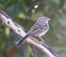 Peucaea carpalis Coues 1873的圖片