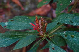 Image of Aphelandra scabra (Vahl) Sm.