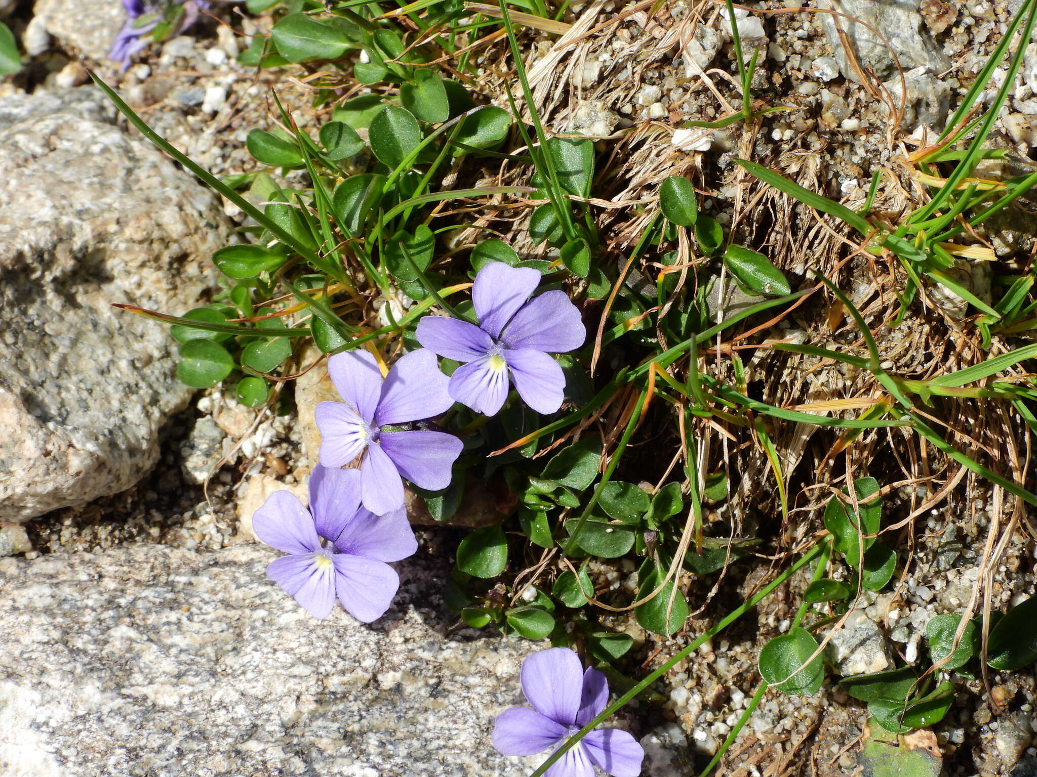 Image of Viola argenteria B. Moraldo & G. Forneris