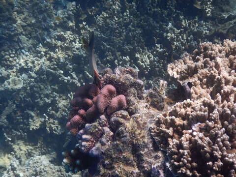 Image of Eastern Triangle Butterflyfish