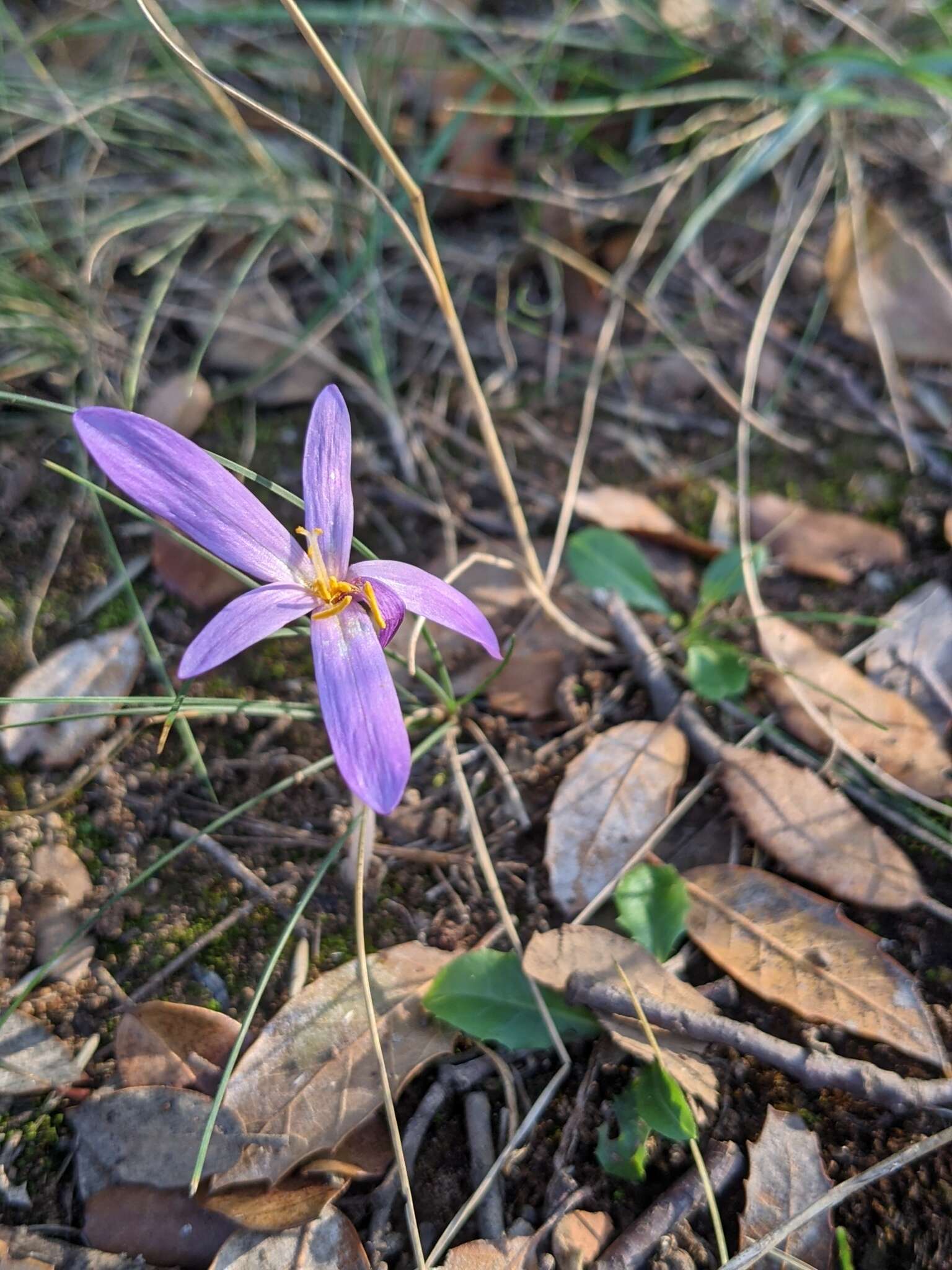 صورة Colchicum longifolium Castagne