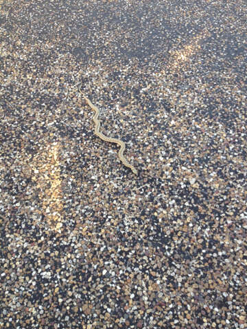 Image of Checkered Garter Snake