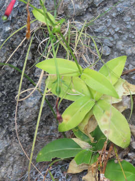 Image of Lisianthus viscidiflorus B. L. Rob.