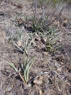 Image de Sansevieria aethiopica Thunb.