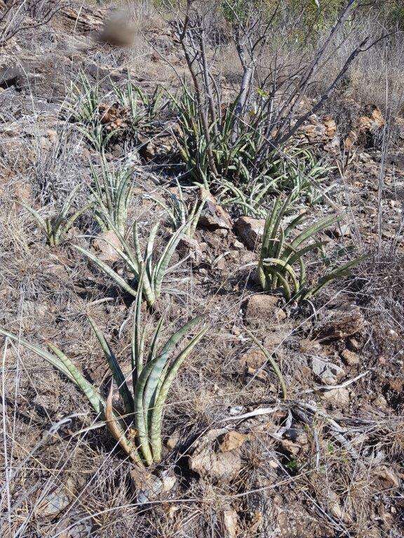 Image of Sansevieria aethiopica Thunb.