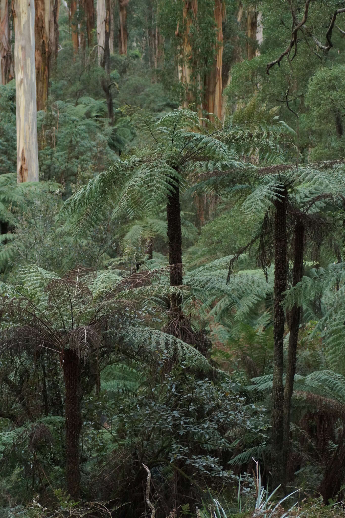 Image of Rough Tree Fern